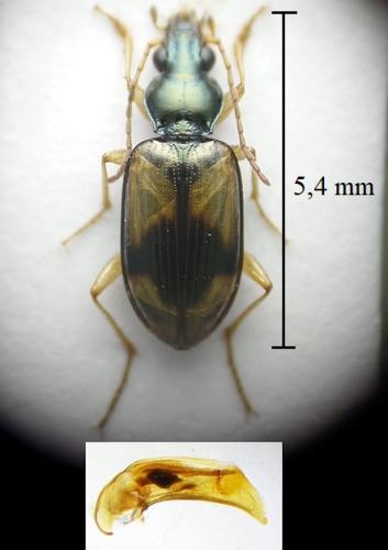 Bembidion cruciatum